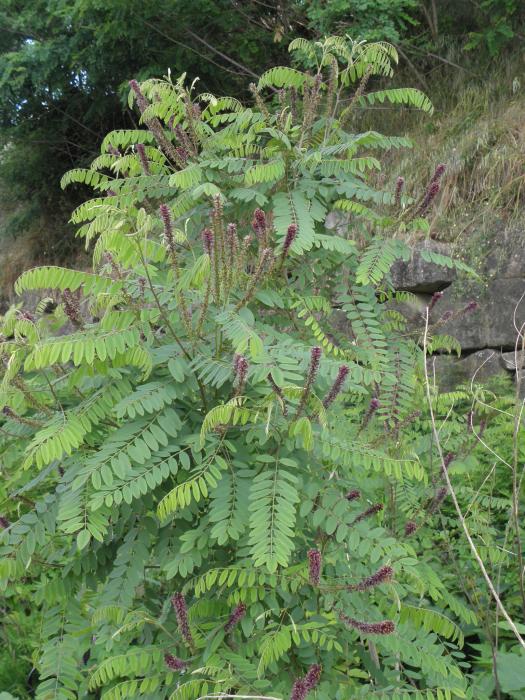 Amorpha fruticosa
